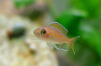 Paracyprichromis Nigripinnis-1.JPG