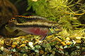 Pelvicachromis pulcher (male).jpg