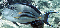 Acanthurus sohal3453.jpg