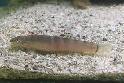 Sumo Loach (Schistura balteata) - The Free Freshwater and Saltwater ...