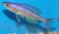 Cyprichromis leptosoma-3453.jpg