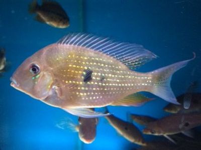 Threadfin Cichlid (Acarichthys heckelii) - The Free Freshwater and ...