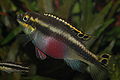 Pelvicachromis pulcher (female).jpg