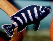 Demason's Cichlid (Pseudotropheus demasoni) - The Free Freshwater and ...