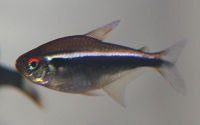 Blackneontetra632.jpg