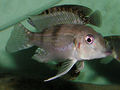 Gnathochromis premaxillaris.jpg