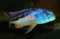 Aristochromis christyi.png