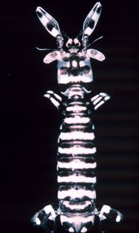 Mantis shrimp 2.jpg