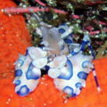 Harlequin shrimp-3482.jpg