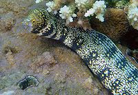 Snowflakemorayeel-3453.jpg