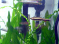 GoldenPencilfish-9780.jpg