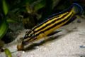 Julidochromis regani kipili-9779.jpg