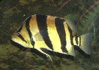 Siamese tigerfish - Wikipedia