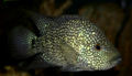 Herichthys cyanoguttatus-5000.jpg