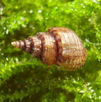 Melanoides granifera1.jpg