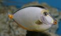 Orangespineunicornfish2.jpg