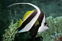 Pennant coralfish.jpg