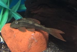 Blue-Eyed Red Fin Pleco (Hypostomus soniae) - The Free Freshwater and ...