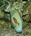 Orangespotsurgeonfish.jpg