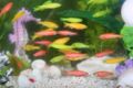 GloFish53453.jpg
