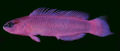 Pseudochromis fridmani45345.jpg