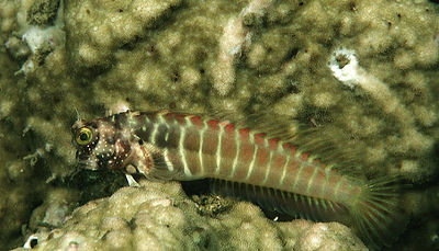 Segmented Sailfin Blenny (Salarias segmentatus) - The Free Freshwater ...