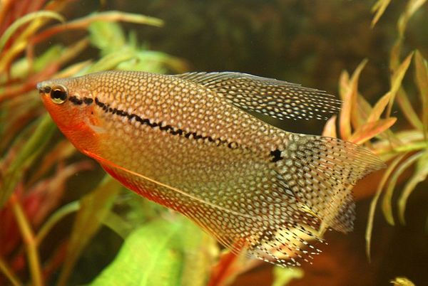 Platinum Gourami - The Free Freshwater and Saltwater Aquarium ...