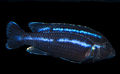 Melanochromis parallelusmale.jpg