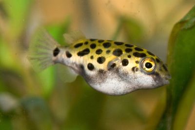 Green spotted puffer (Dichotomyctere nigroviridis) - The Free ...