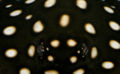 Potamotrygon leopoldi -2548.jpg