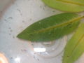 Hymenochirus boettgeri tadpoles at 3 days.jpg