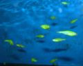 Glofish-4359.jpg