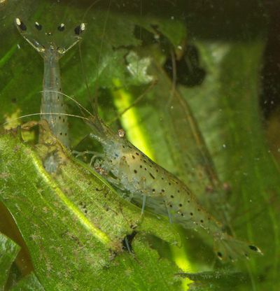 Caridina Japonica5.jpg