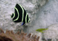 Juvenile French angelfish-1191.jpg